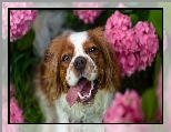 Rozmyte, Różowe, Springer spaniel walijski, Hortensje, Tło